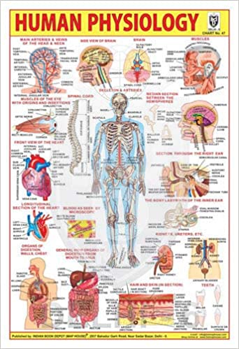 HUMAN PHYSIOLOGY