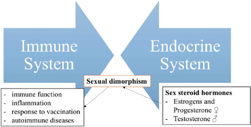 HORMONAL AND IMMUNE SYSTEM